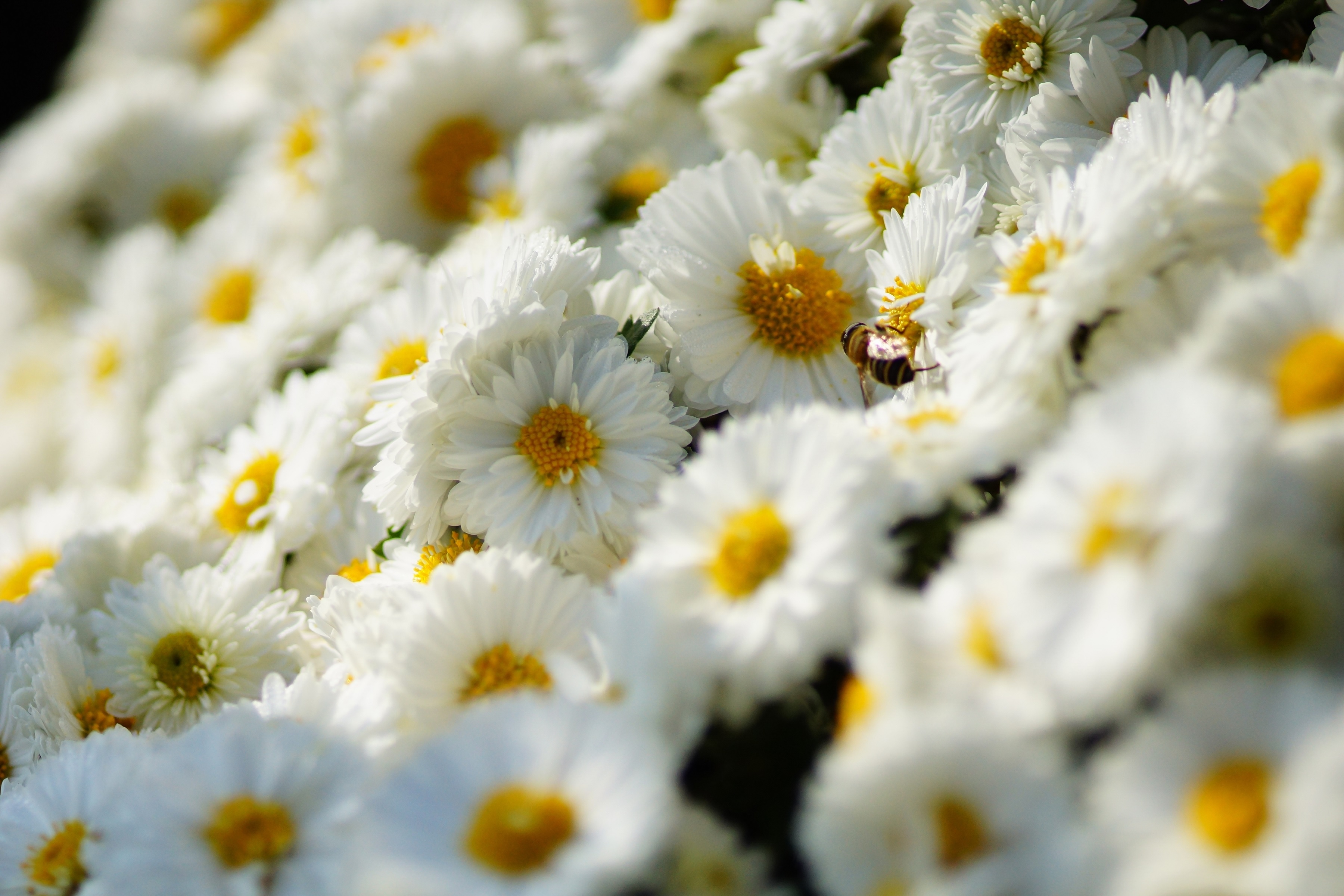 Дрібні хризантеми білого кольору