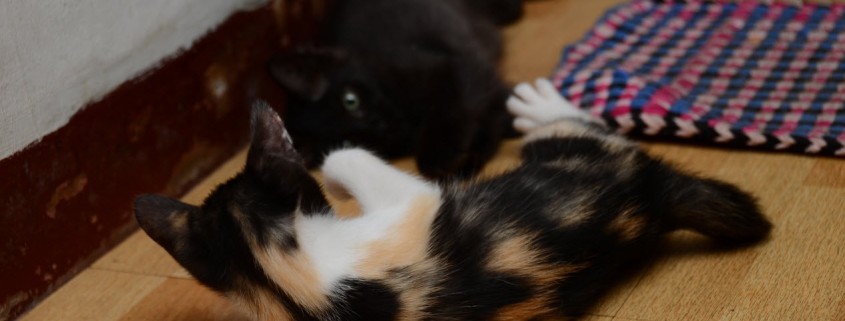 Два котенка играют