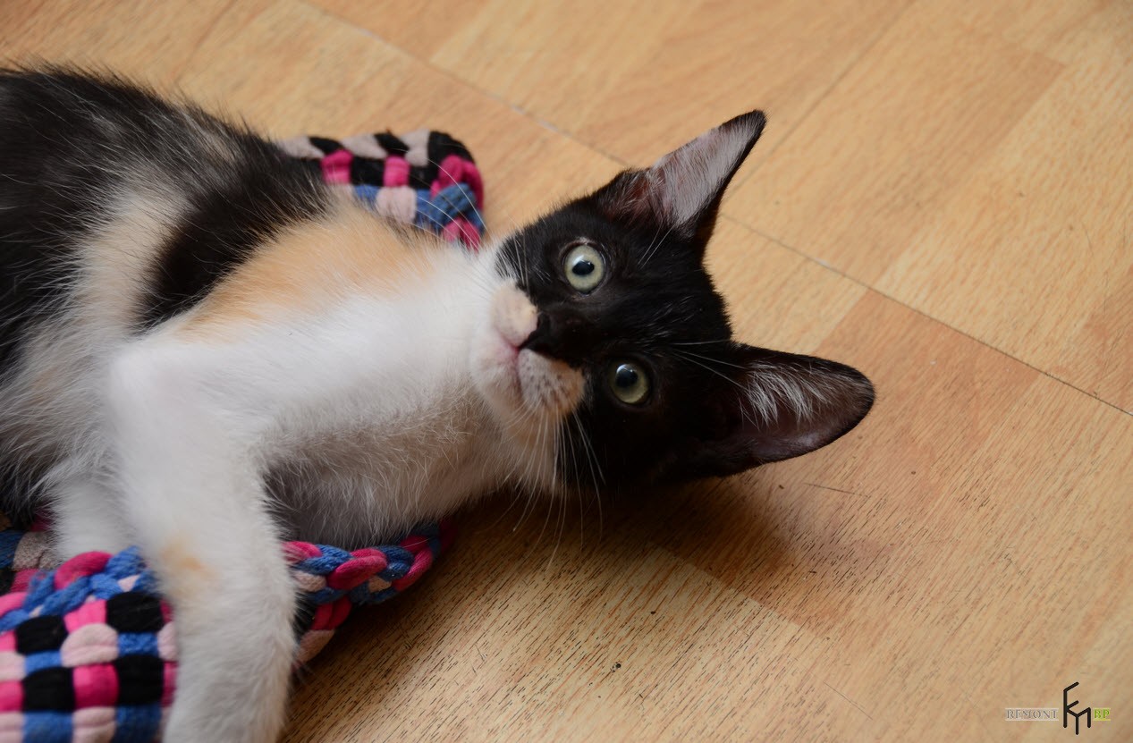 Котенок на цветном коврике