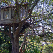 Дом в раскидистом дереве