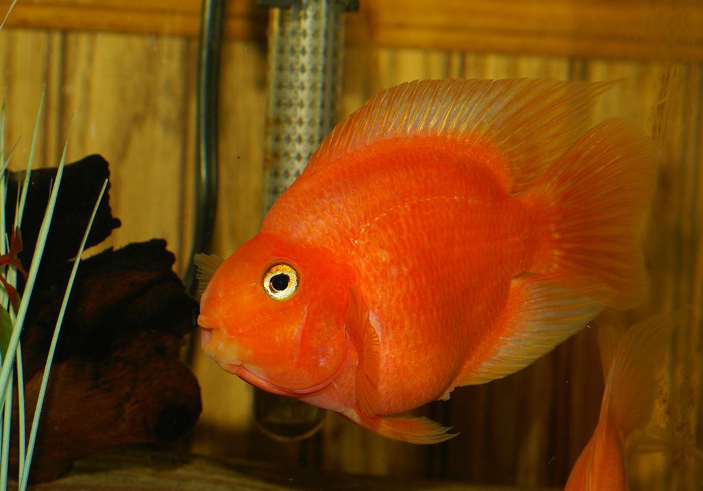 Оранжевая аквариумная рыбка. Цихлида-попугай. Цихлида попугай красный. Цихлазома красный попугай. Ред Паррот цихлида.