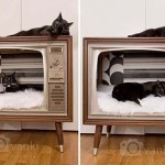 Телевизор для кота