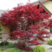 Очень красивое дерево с красными листьями способно стать настоящим акцентом всей композиции