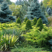 Можжевельник в ландшафтном дизайне — король садово-паркового искусства