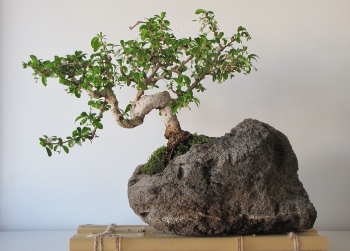 Японский бонсай — декоративное дерево фото в интерьере