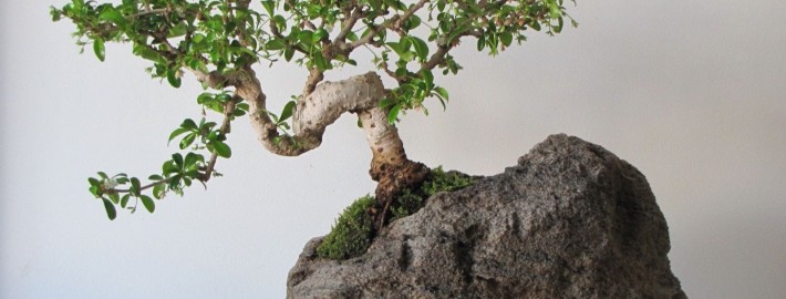 Японский бонсай — декоративное дерево фото в интерьере