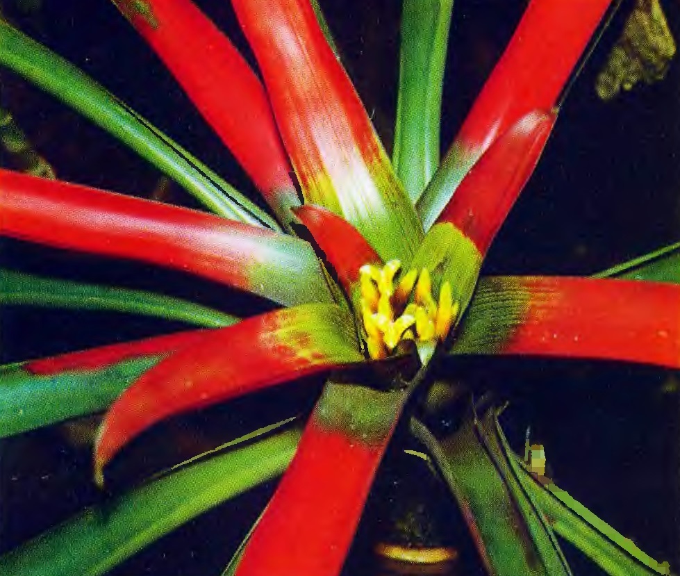 Сочетание зеленого и красного на листьях растения
