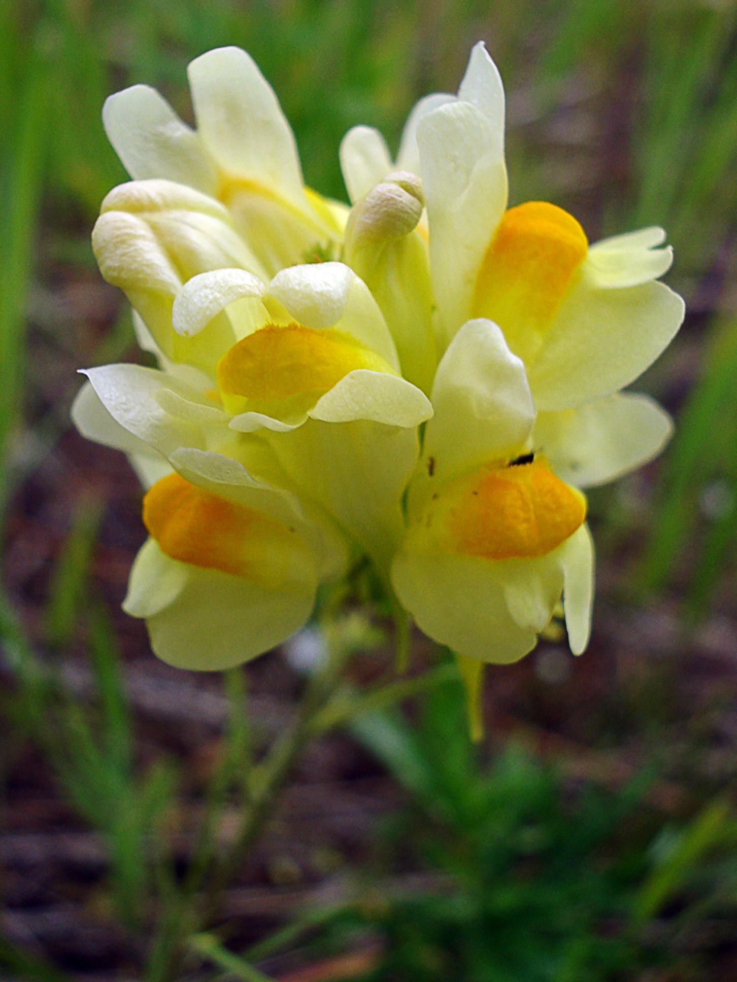 Желто-белые цветы львиного зева