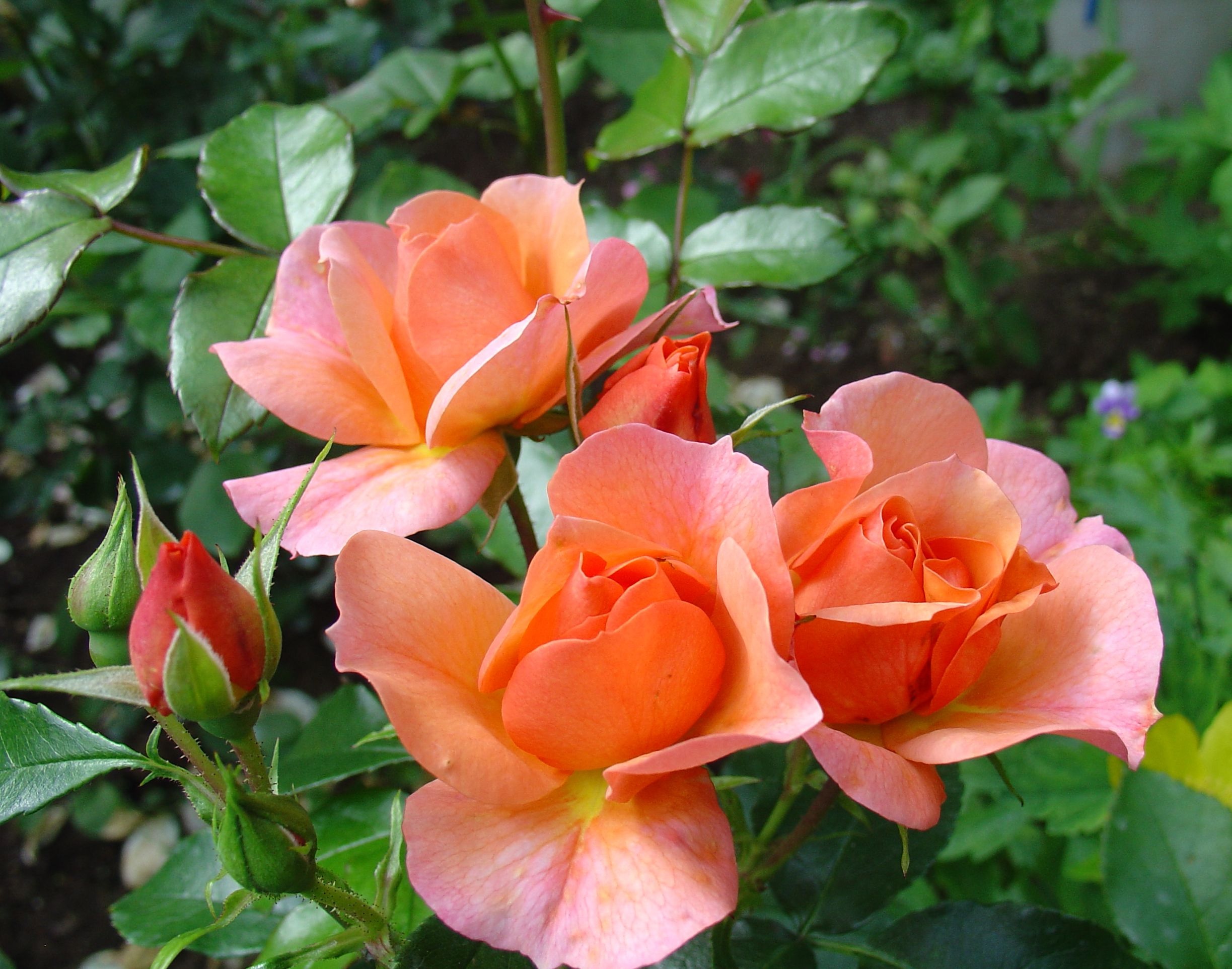 Помаранчеві троянди флорибунда