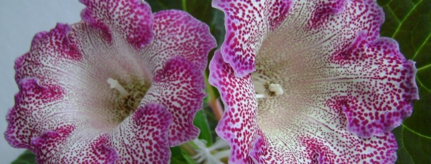 Розовая глоксиния в крапинку