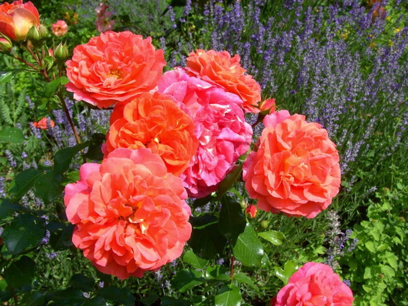 Яскравий відтінок троянди флорибунда