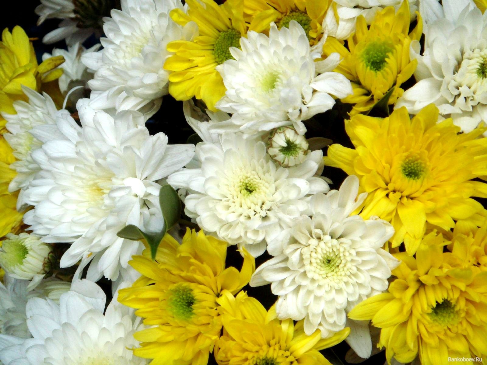 Сочетание белых и желтых хризантем в одном букете
