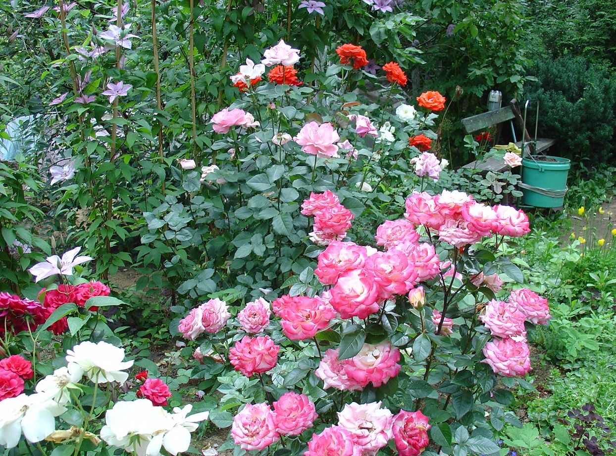Різні відтінки троянд на одній клумбі