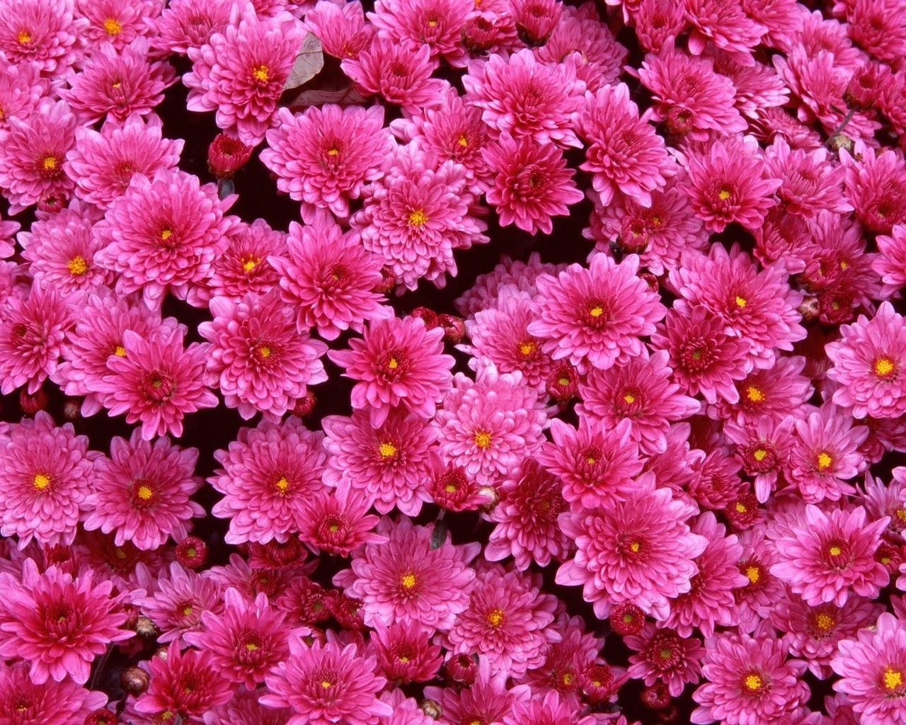 Ярко-розовые хризантемы
