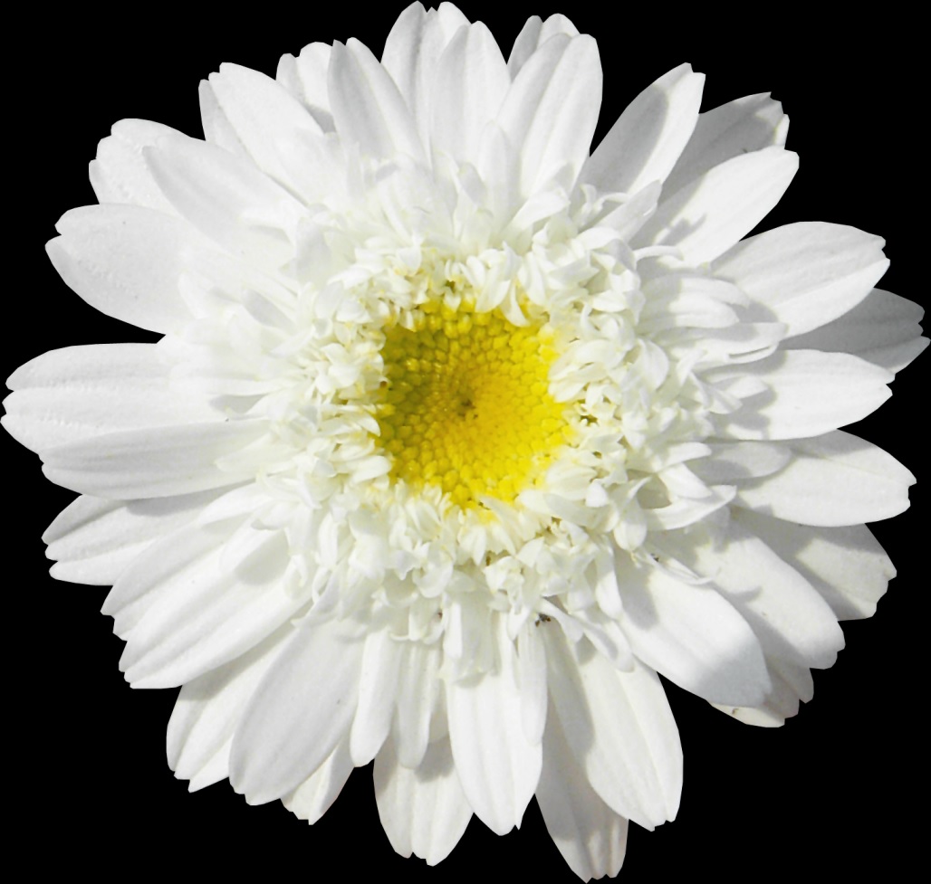 Белый цветок хризантемы крупно