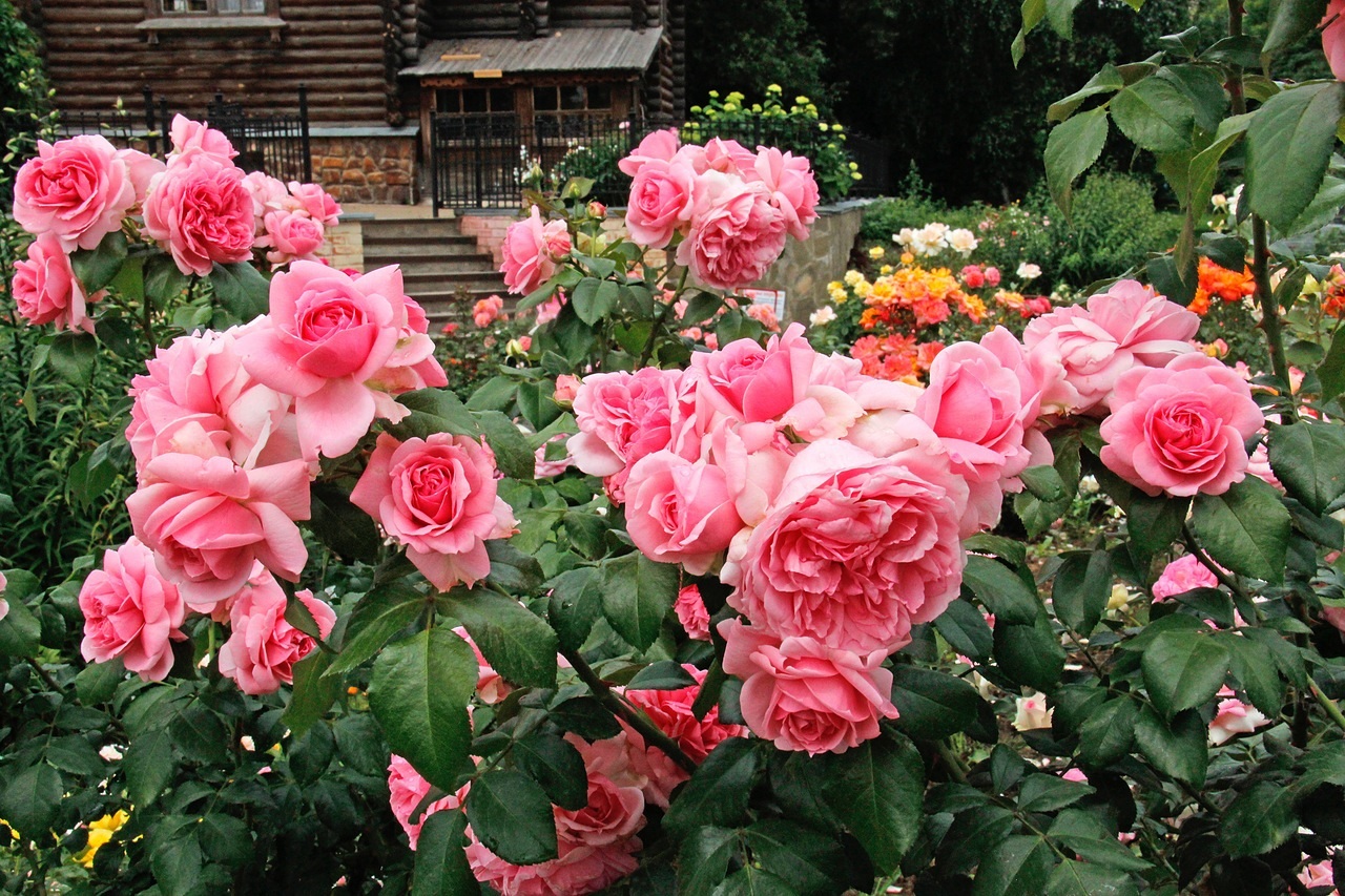 Рожева пишність троянди флорибунда