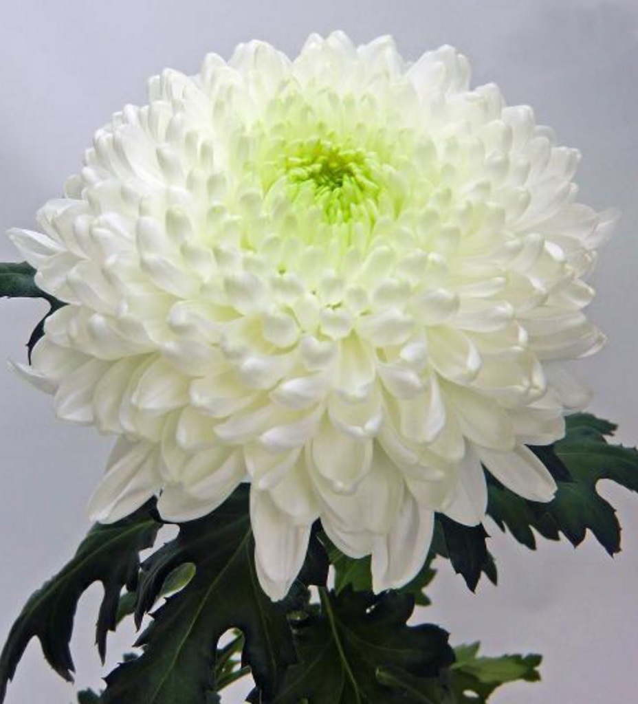 Крупный цветок белой хризантемы
