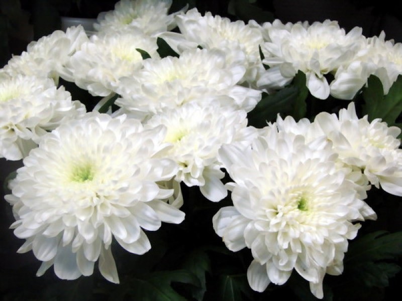 Мелкоцветные белые хризантемы