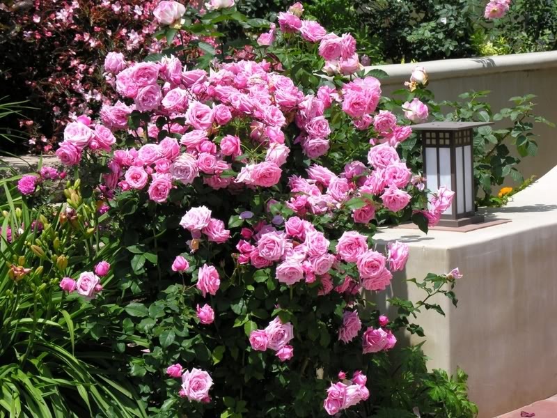 Ніжно-рожеві троянди