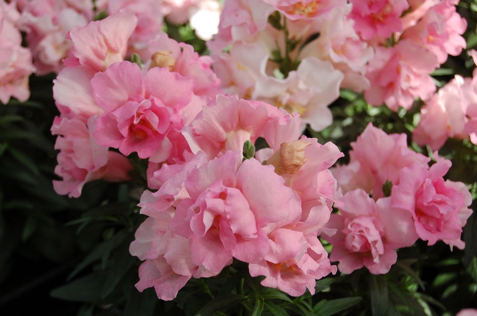 Нежно-розовое цветение 