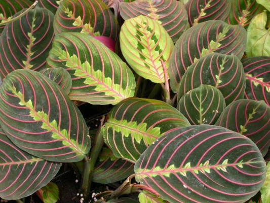 Свежие листья маранты