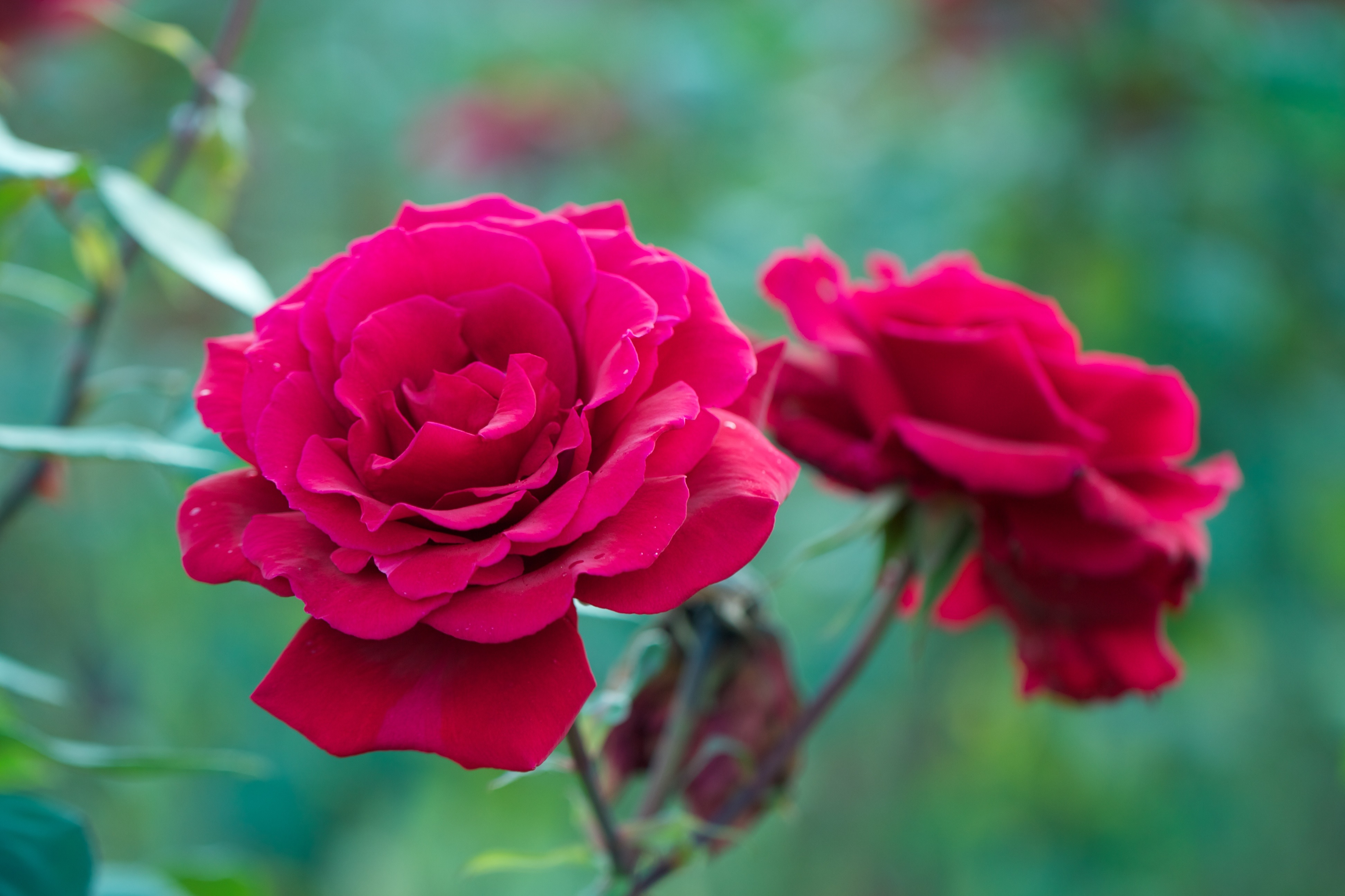 Кроваво-червоні троянди флорибунда