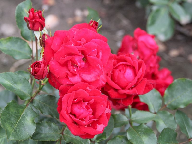 Яскраві червоні суцвіття троянд