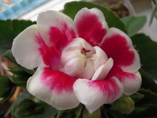 Яркий цветок глоксинии