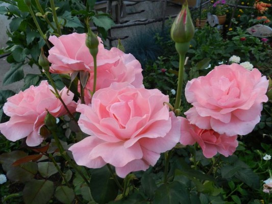 Нежные розовые лепестки