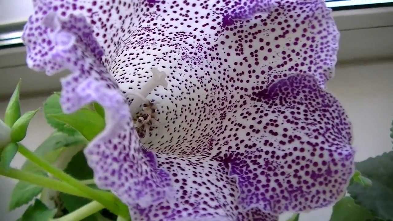 Необычный окрас цветка глоксинии