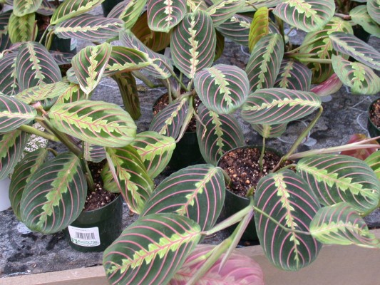 Маранта с множеством листьев