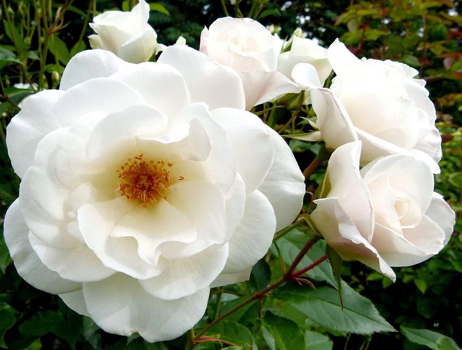 Біла троянда, що розкривається
