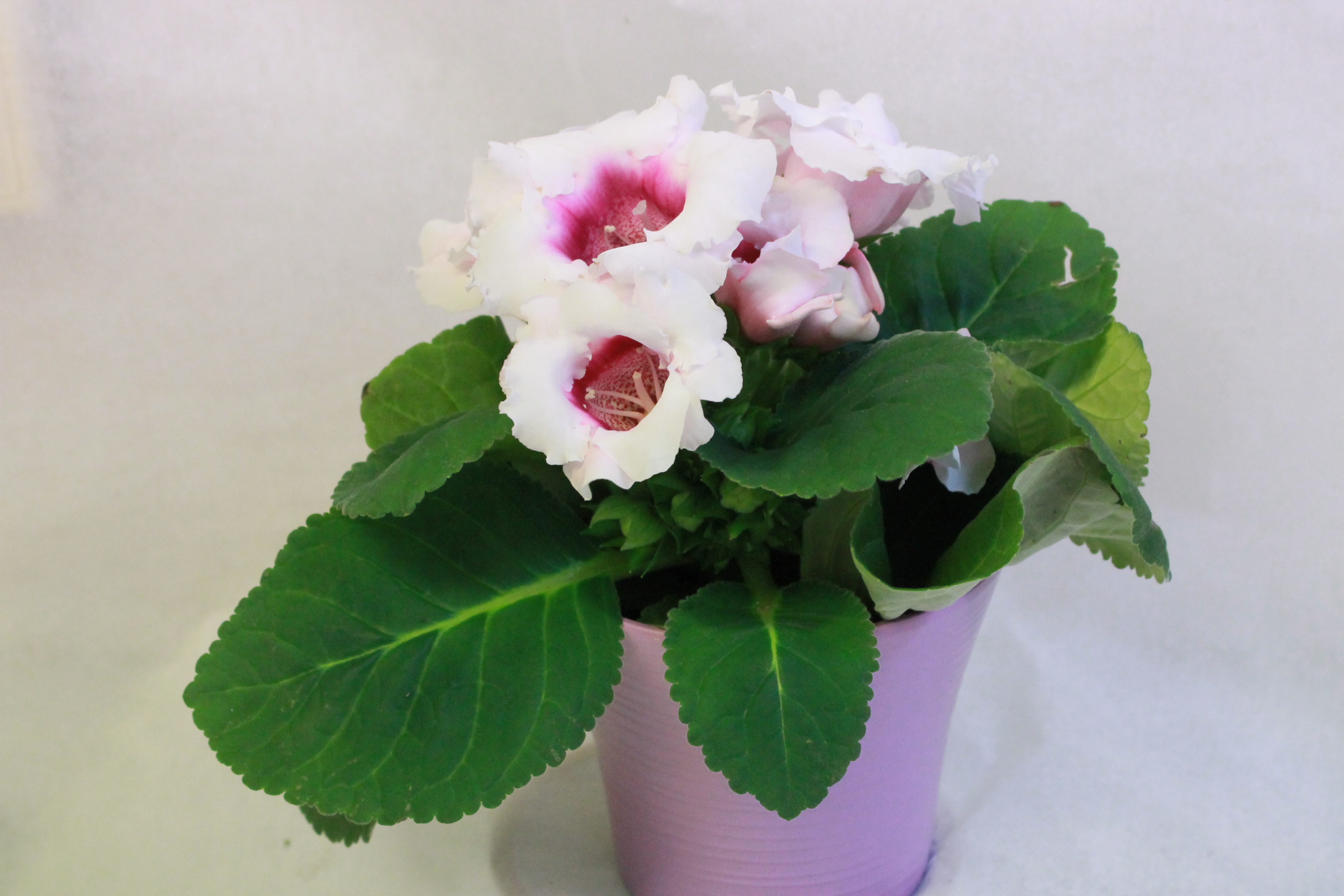 Бело-розовые цветы глоксинии