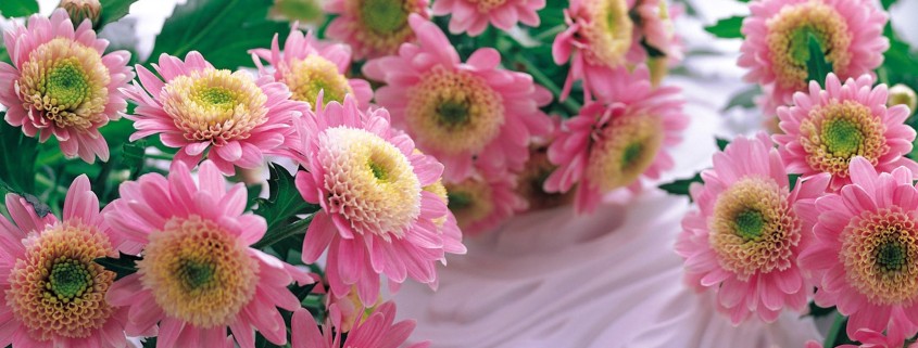 Небольшие розовые хризантемы