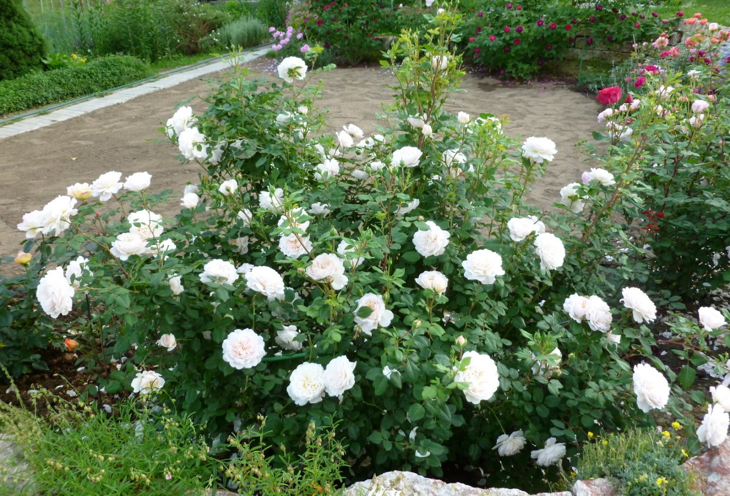 Білі суцвіття троянди флорибунда
