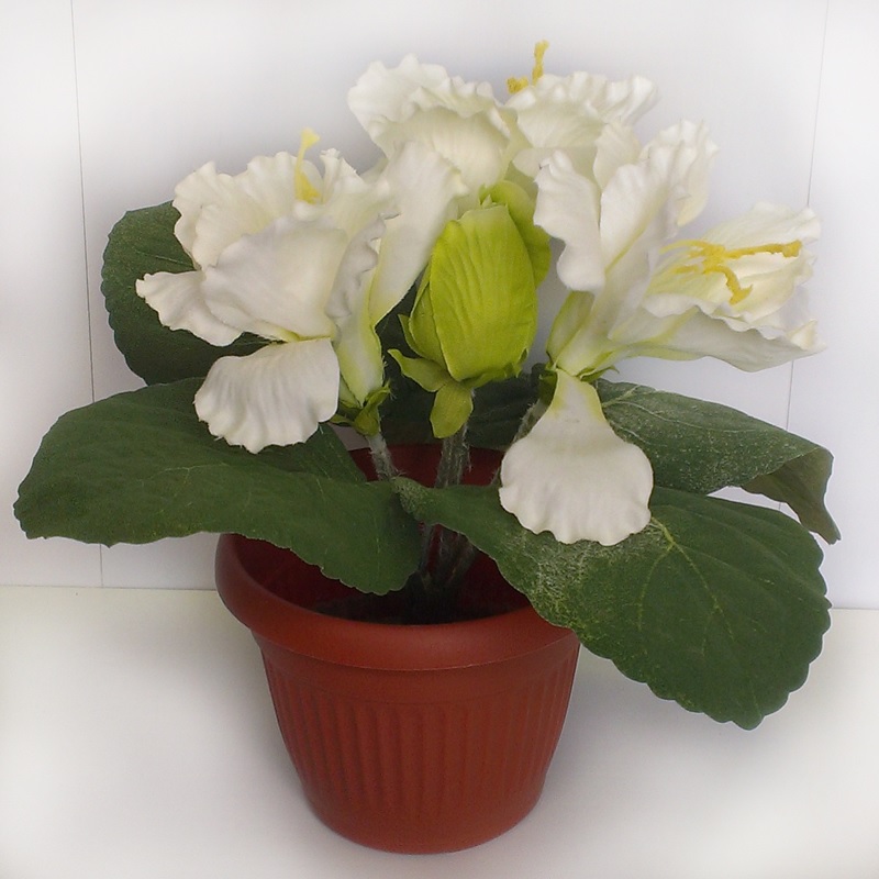 Белые цветки глоксинии