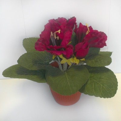 Бордовые цветы глоксинии