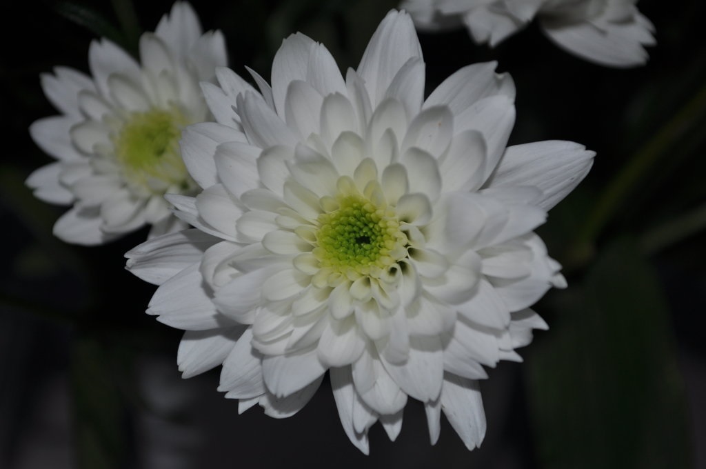 Нежно-белые лепестки хризантемы