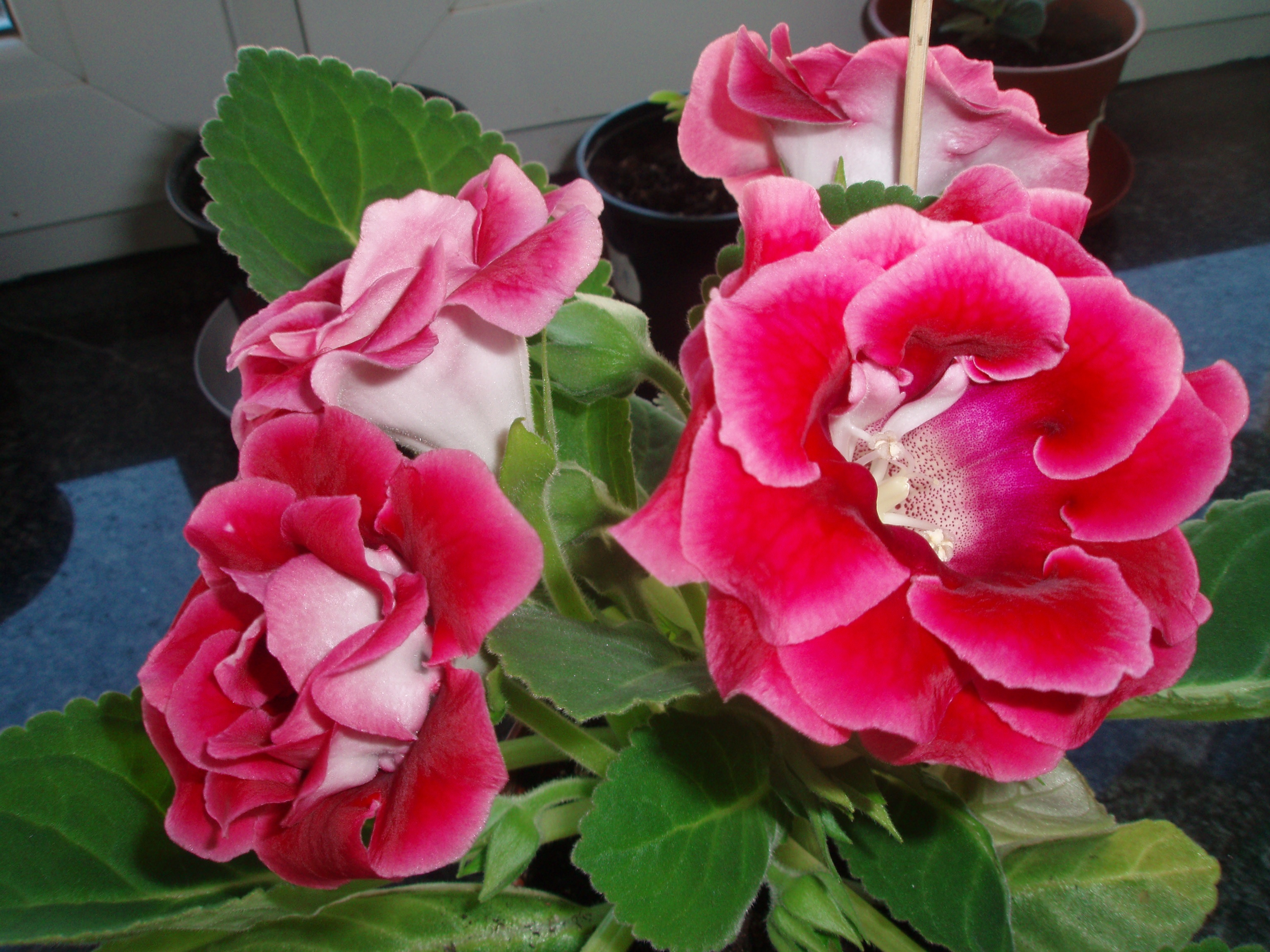 Оттенки розового на цветах глоксинии