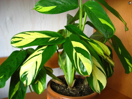 Желтые оттенки на листьях маранты