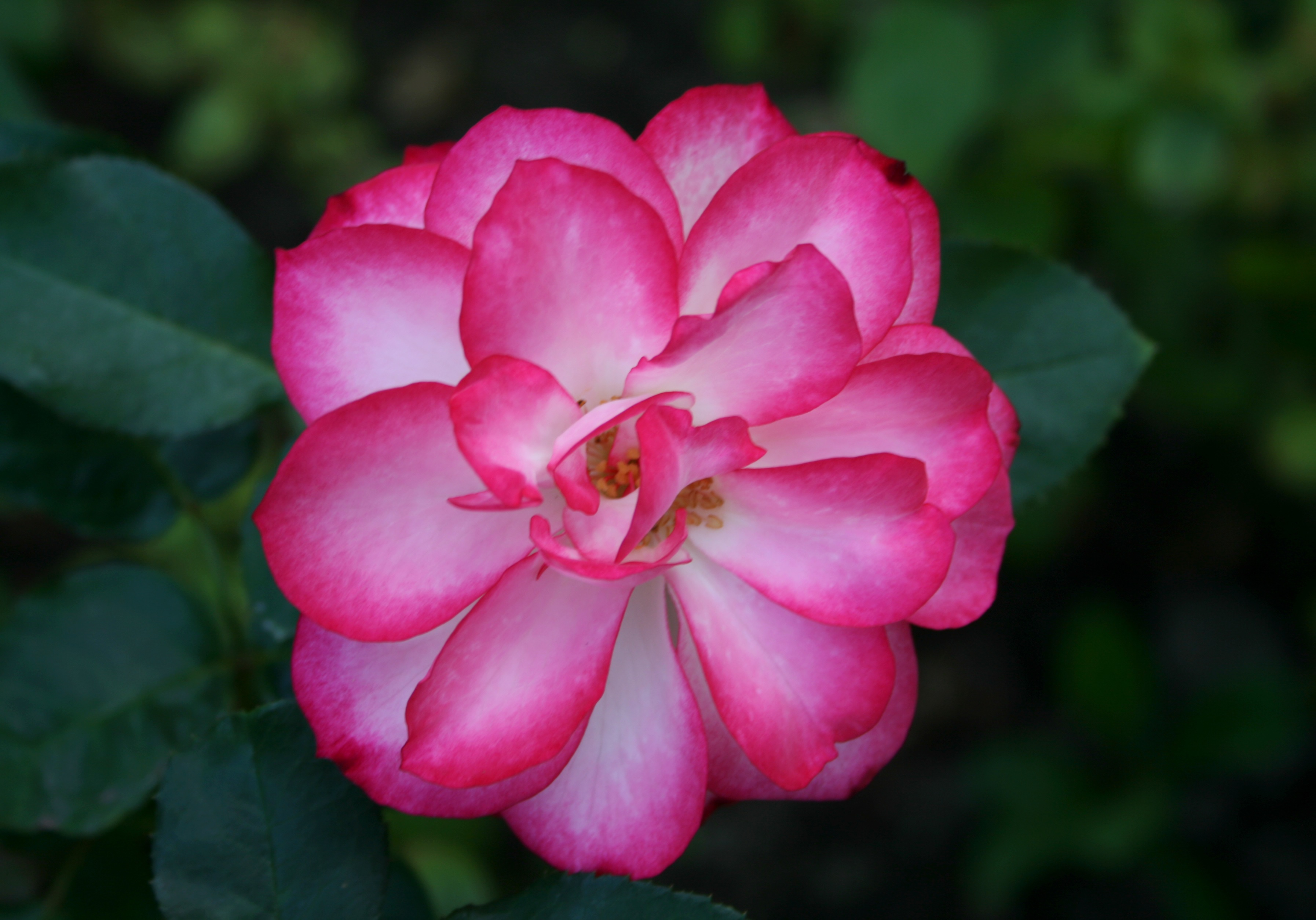 Біло-рожеві пелюстки троянди