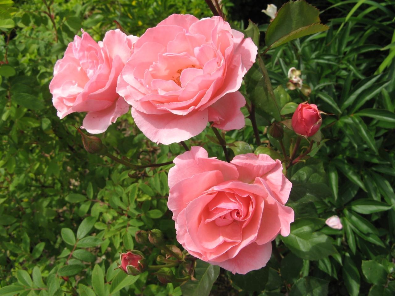 Рожеве цвітіння троянди флорибунда