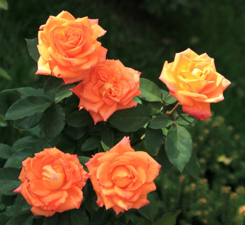 річний помаранчевий колір троянд флорибунда