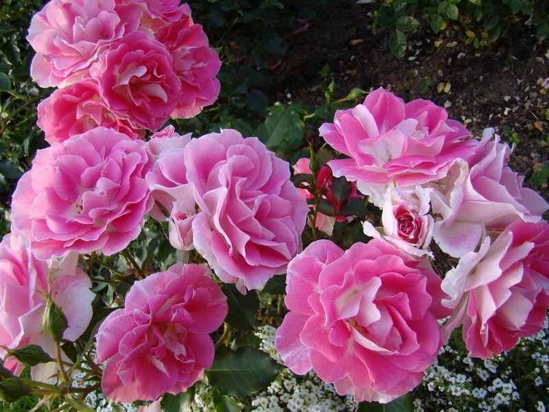 Троянда флорибунда в рожевому кольорі