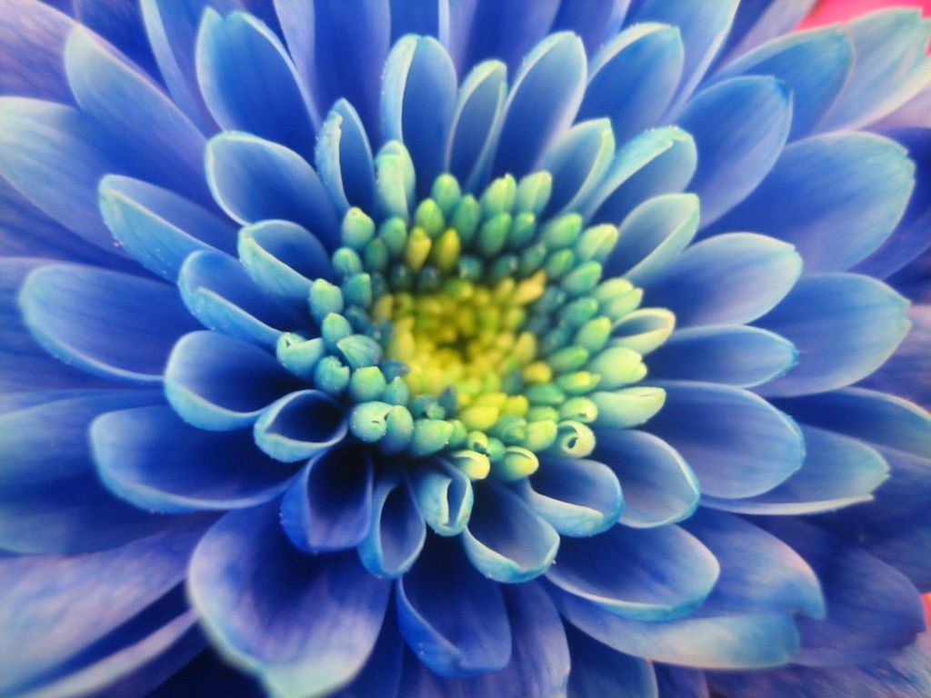 Синие лепестки хризантемы