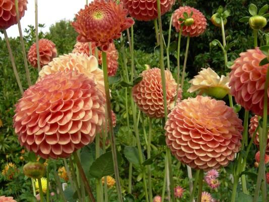 Круглые оранжевые цветы георгины