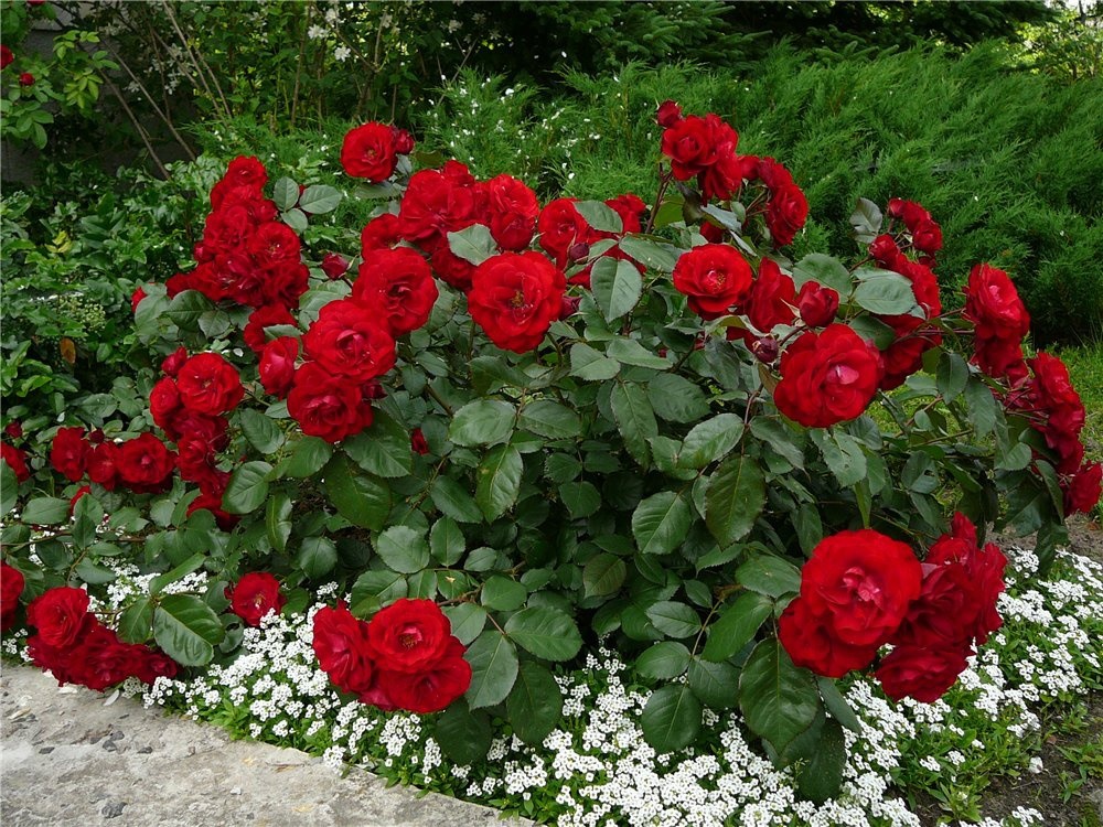 Яскраво-червоний бордюр з троянд