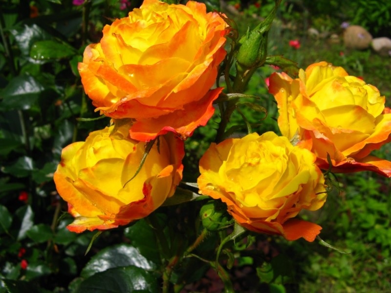 Помаранчево-жовті квітки троянд