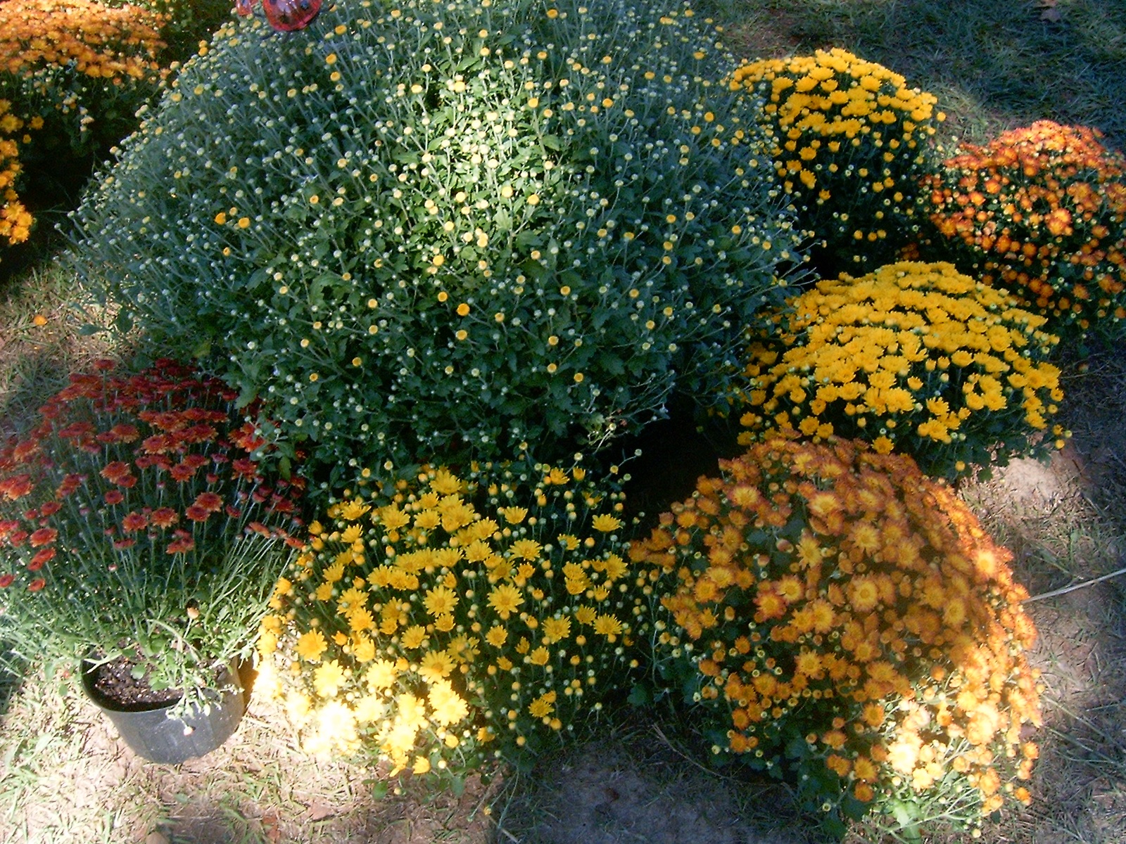 Хризантемы в групповых посадках