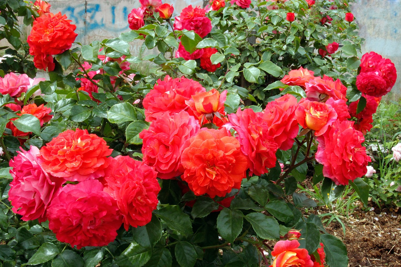 Яскраво-червоні квіти троянд